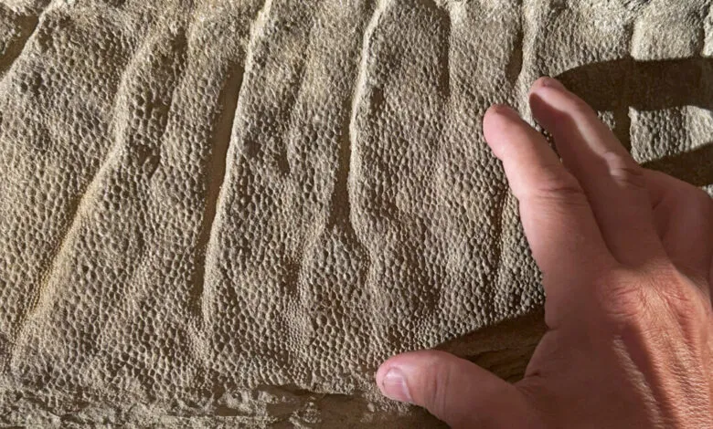 A hand touches a textured fossilized surface with distinct ridges and small bumps.