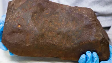 Man’s ‘Gold’ Rock Is Actually a Rare Meteorite Worth Millions