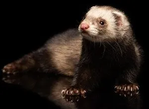 FlexibleFerret Malware Strikes macOS With Go Backdoor