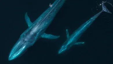 Drones Revolutionize Marine Mammal Research