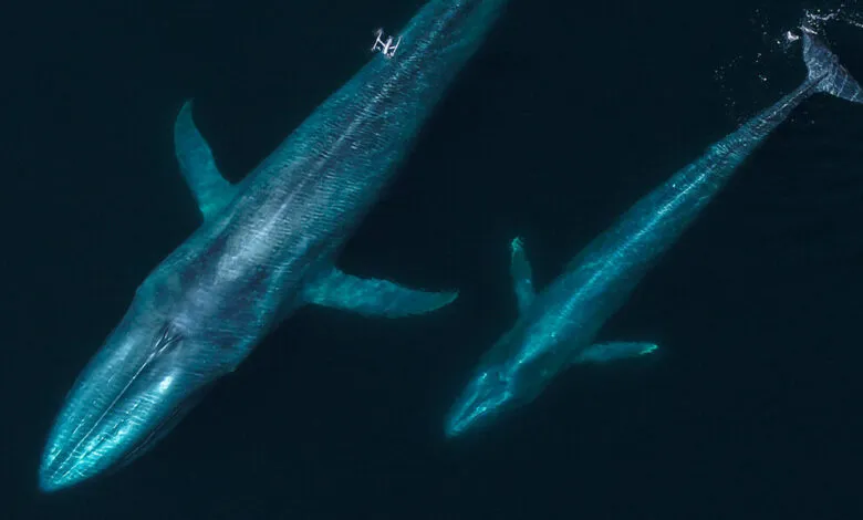 Two blue whales swim in deep blue ocean water, viewed from above.
