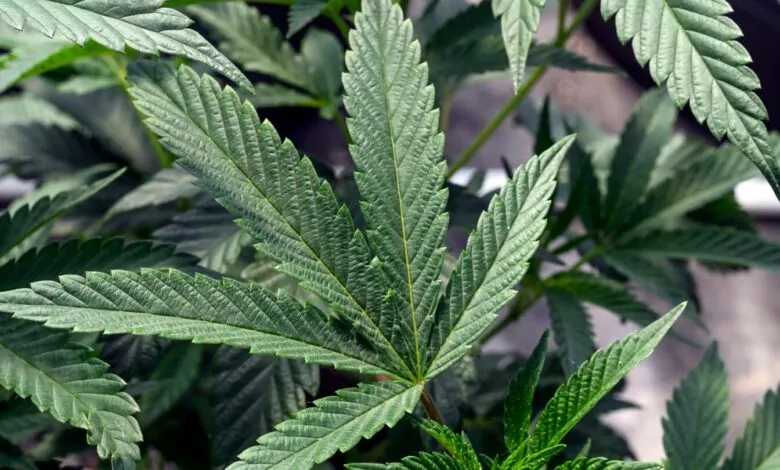 Close-up of vibrant green cannabis leaves with distinct serrated edges.