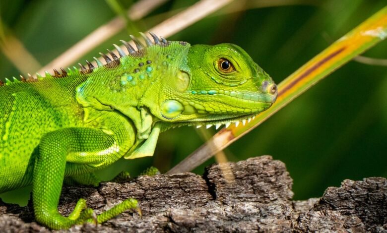Close-up of a vibrant green iguana perched on a textured tree branch.