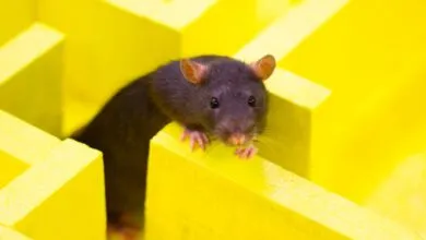 ChatGPT’s Browser Bot Appears to Block New York Times Links