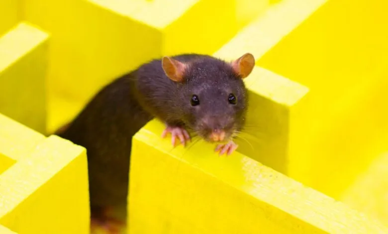 A dark brown rat peeks over the edge of a bright yellow maze.