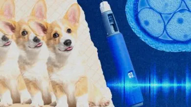 Collage of corgis, insulin pen, and cell division graphic.