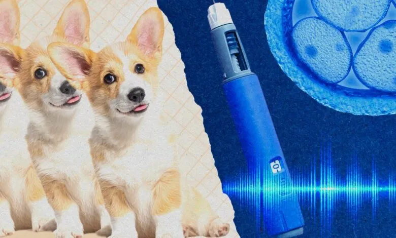Collage of corgis, insulin pen, and cell division graphic.