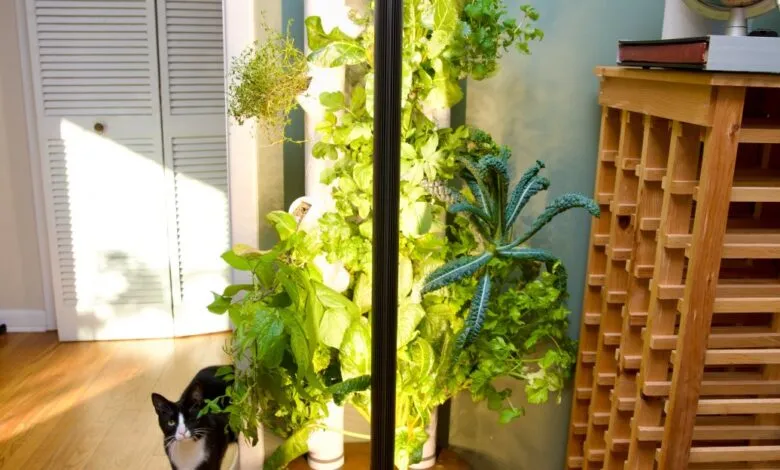 Indoor garden tower with herbs and vegetables, plus a curious black and white cat.