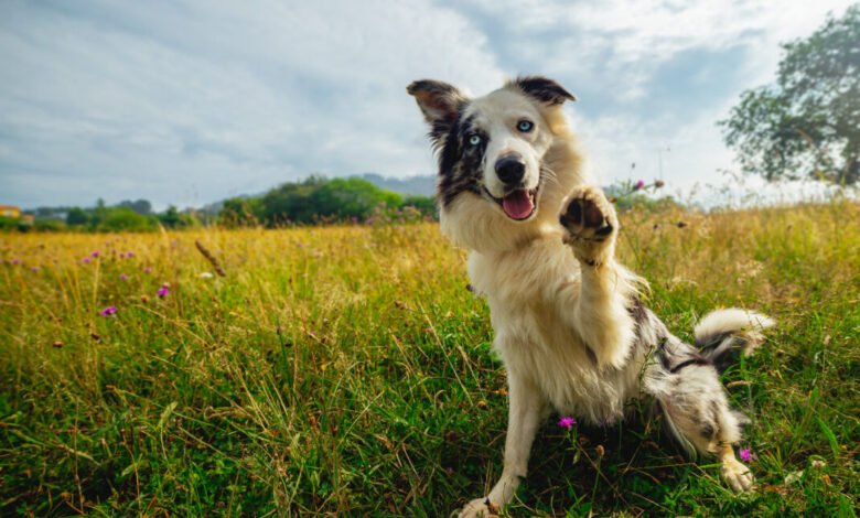 Border Collie dog with blue eyes waving paw in grassy field.