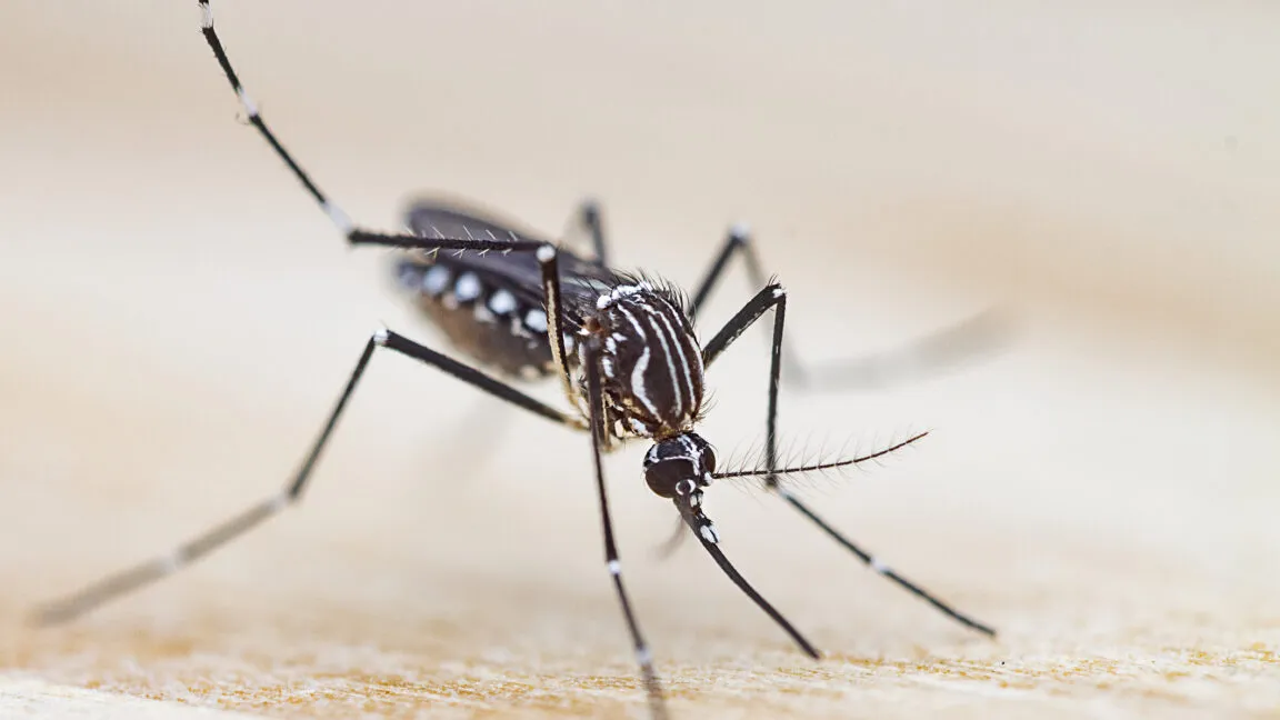 Close-up of a mosquito with black and white stripes on a light brown surface.