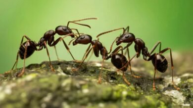 Why Ants Sacrifice Armor for Overwhelming Numbers