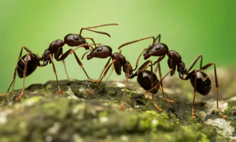 Close-up of several ants interacting on a textured rock with a blurred green background.