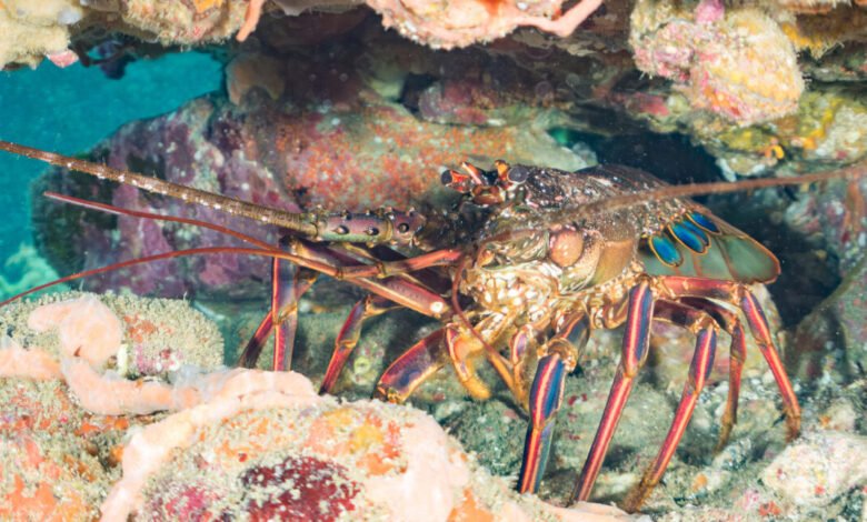 Japanese spiny lobster rests among colorful coral and rocks underwater.