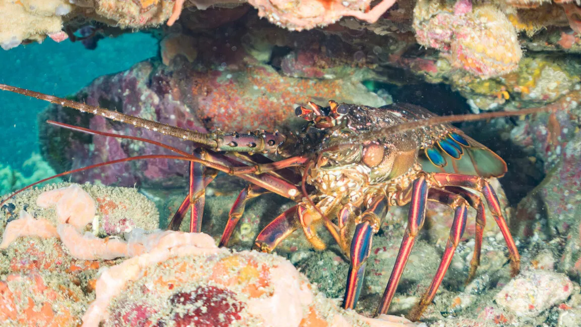 Japanese spiny lobster rests among colorful coral and rocks underwater.