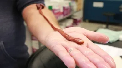 Record-Breaking Ribbon Worm Is The Oldest Ever Found