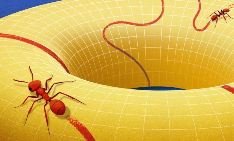 Two ants explore a yellow, gridded torus with red paths on a blue background.