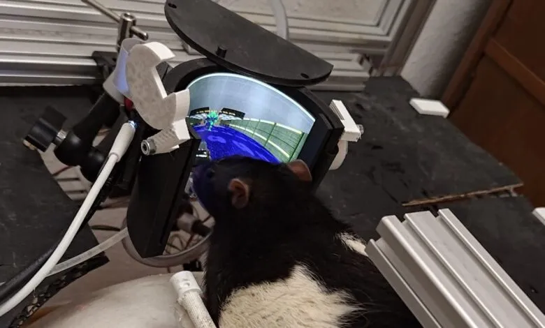 Rat wearing VR headset, looking at screen showing racing game.