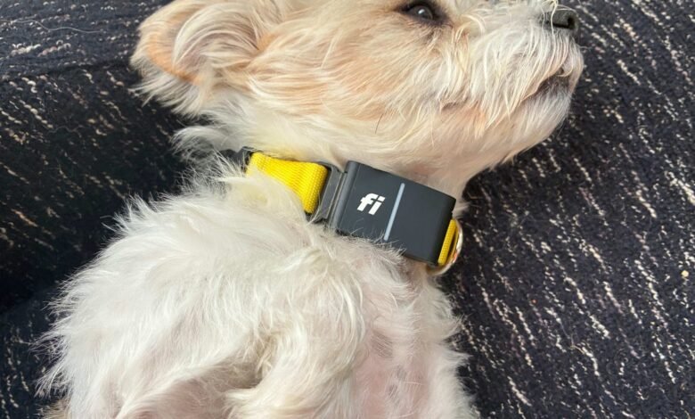 Small dog with Fi smart collar resting on dark textured surface.