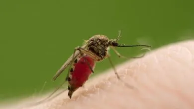 Male Mosquitoes Also Drink Human Blood
