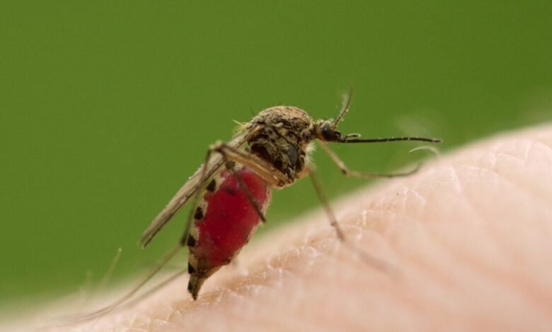 Close-up of mosquito feeding, abdomen full of blood on human skin.