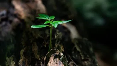 Will the Games Industry Boom or Bust?