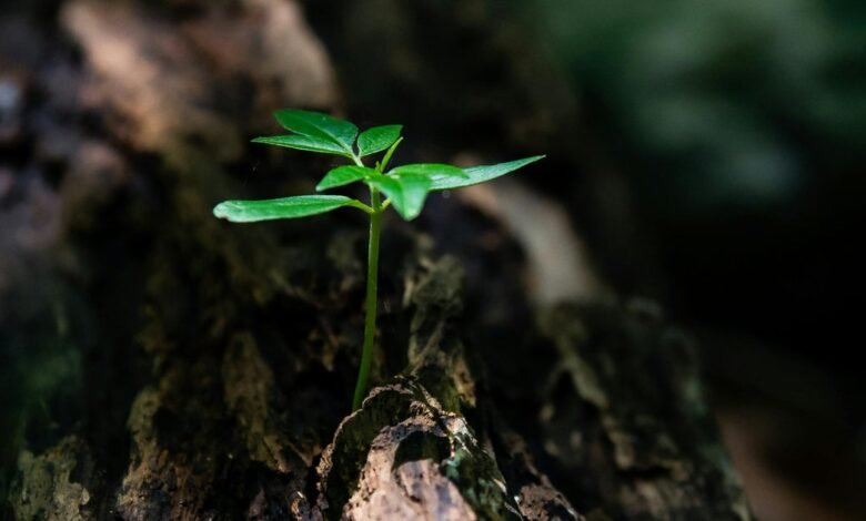 A small green sprout emerges from a weathered, dark brown tree trunk.