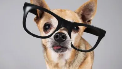 Top Gadgets for Your Pet in 2026