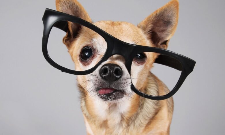 Chihuahua dog wearing oversized black glasses, looking at the camera.