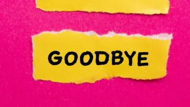 2025 SEO & WordPress Review: Key Wins & Losses