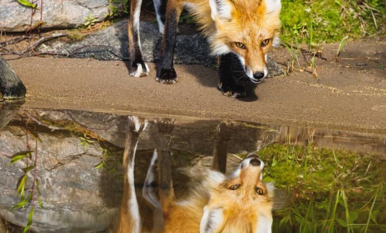 Fox peers into water, its reflection visible, creating a mirrored image.