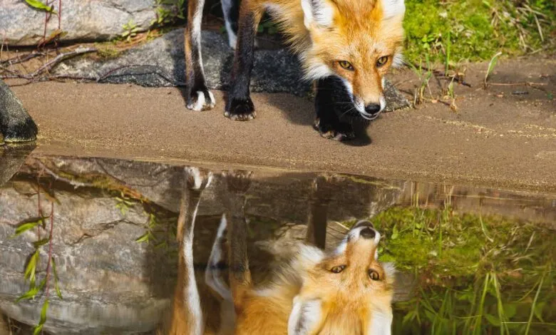 Fox peers into water, its reflection visible, creating a mirrored image.