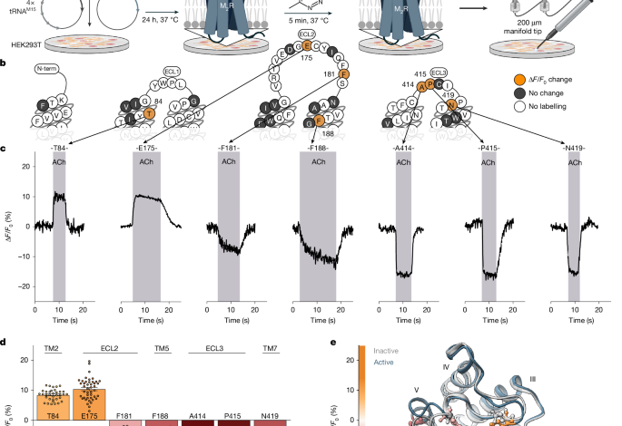 Diagram showing protein labeling, fluorescence changes, and receptor activation.