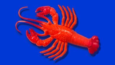 Bright red plastic lobster toy against a vibrant blue background.