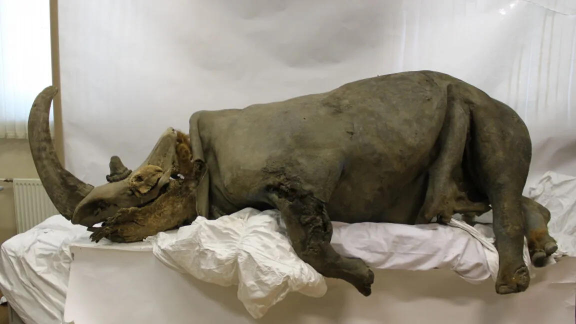 Mummified woolly rhinoceros specimen on display, lying on its side.