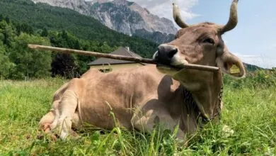 Brown cow lying in grass with stick in mouth, mountains in background.