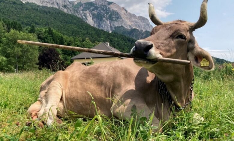 Brown cow lying in grass with stick in mouth, mountains in background.