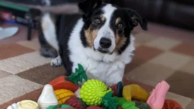 Dogs Learn New Words by Eavesdropping on Owners