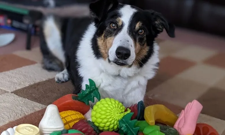 Border Collie dog surrounded by colorful rubber fruit and vegetable toys.