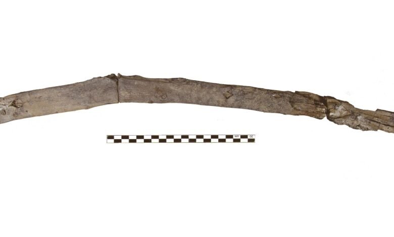 Fossilized bone fragment with scale for size comparison.