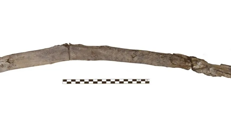 Fossilized bone fragment with scale for size comparison.