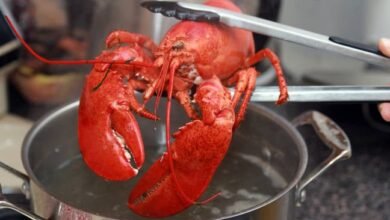 Cooked lobster being lifted from a pot with tongs.