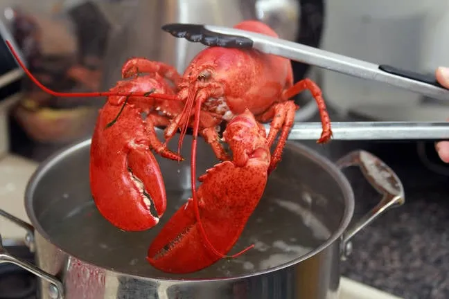 Cooked lobster being lifted from a pot with tongs.