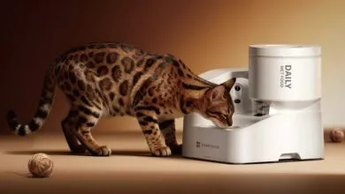 PetKit’s Smart Wet Food Feeder Tracks Your Pet’s Meals