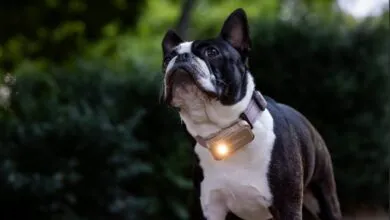 CES 2026: New AI Tracks Your Pet’s Health Data