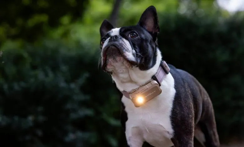 Boston Terrier dog wearing light-up collar looks upward outdoors.