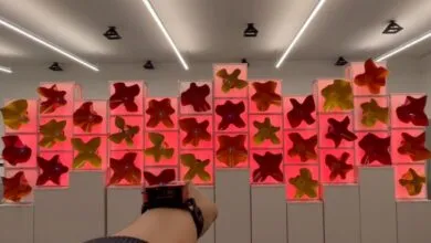 Interactive art installation with red and yellow flower-like shapes in illuminated boxes.
