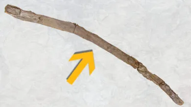 Ancient Wooden Tool Discovery: 430,000-Year-Old Stick Found in Greece