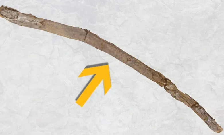 Fossilized tool fragment with an arrow pointing towards it on a textured background.