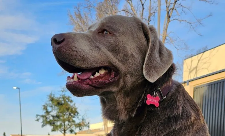 Silver Labrador Retriever dog with pink tag outdoors on a sunny day.
