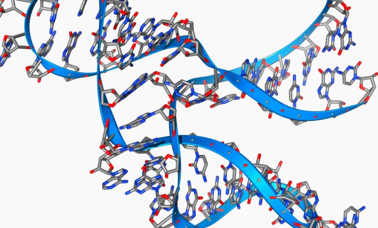 3D molecular model of a hammerhead ribozyme structure.